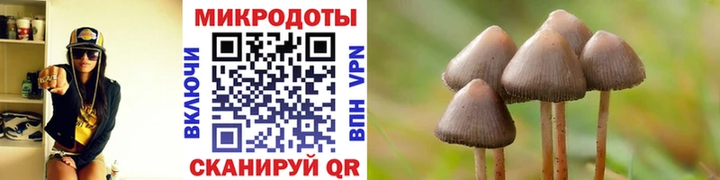 купить   Новосокольники  Галлюциногенные грибы Psilocybe 